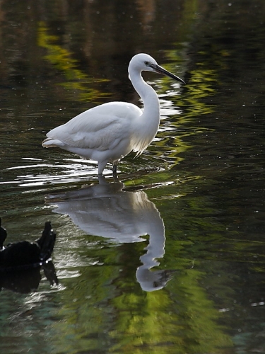 Little Egret (Egretta garzetta)