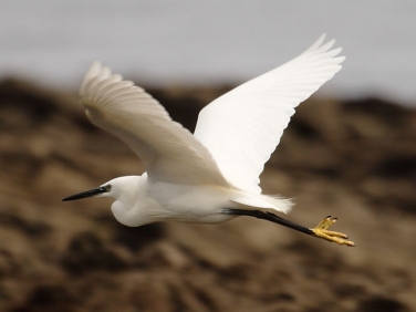 Little Egret (Egretta garzetta)
