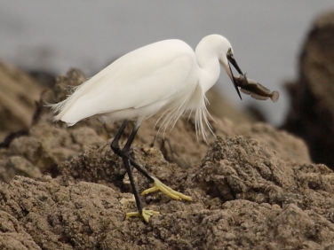 Little Egret (Egretta garzetta)