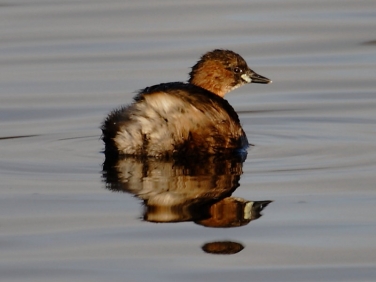 Little Grebe (Tachybaptus ruficollis)