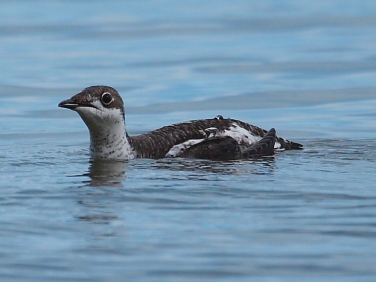 Long-billed Murrelet (Brachyramphus perdix)