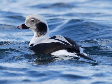 Long-tailed Duck (Clangula hyemalis) - male at Carnsew Basin, Hayle