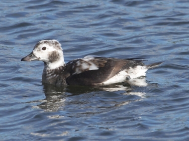 Long-tailed Duck (Clangula hyemalis) - first winter male at Gwithian LNR
