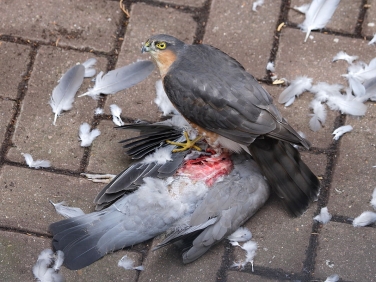 Male Sparrowhawk (Accipiter nicus) eating Wood Pigeon  © Steve Ogden