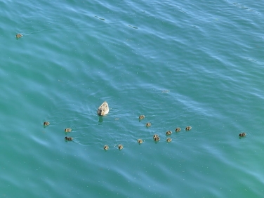 Mallard (Anas platyrhynchos) - female and ducklings