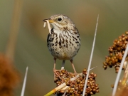 Meadow Pipit