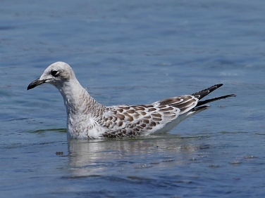 Mediterranean Gull (Larus melanocephalus) - juvenile