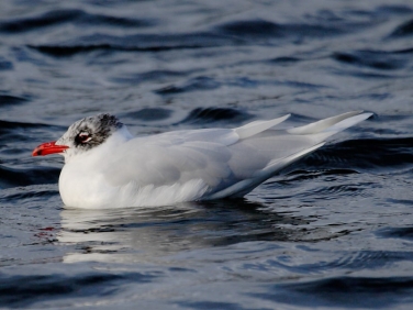 Mediterranean Gull (Larus melanocephalus)