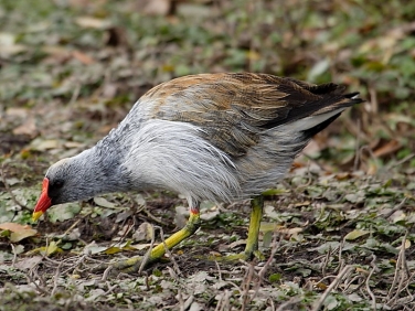Moorhen (Gallinula chloropus)