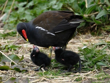 Moorhen (Gallinula chloropus)