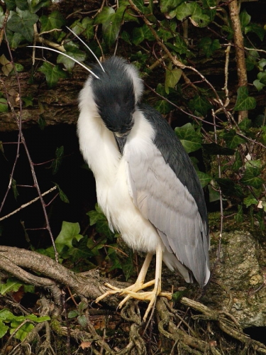 Night Heron (Nycticorax nycticorax)