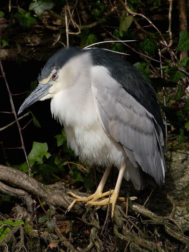Night Heron (Nycticorax nycticorax)