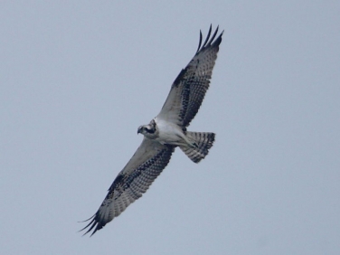 Osprey (Pandion haliaetus)