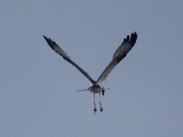 Osprey (Pandion haliaetus)