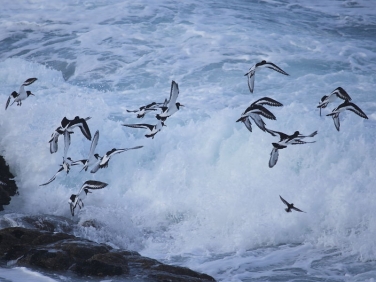 Oystercatcher (Haematopus ostralegus)