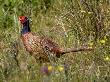Pheasant (Phasianus colchicus)