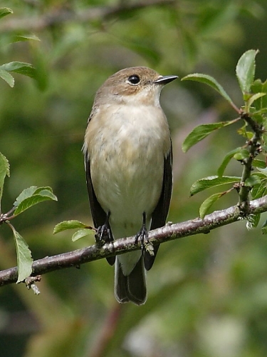 Pied Flycatcher (Ficedula hypoleuca)