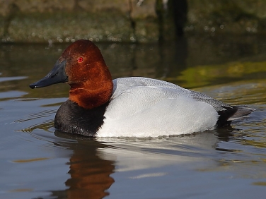 Canvasback (Aythya valisineria)