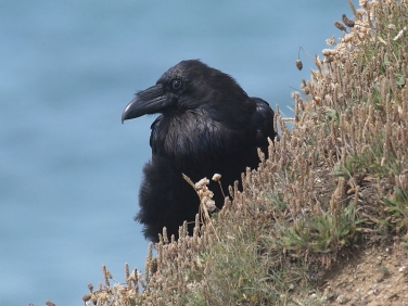 Raven (Corvus corax) recently fledged on cliffs