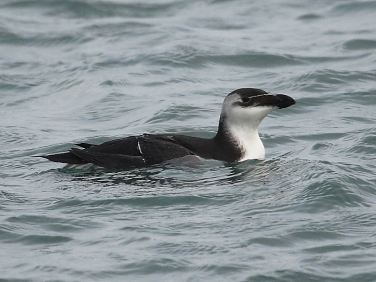 Razorbill (Alca torda)
