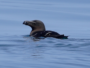 Razorbill (Alca torda)