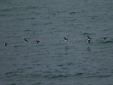 Razorbill (Alca torda)