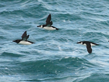 Razorbills (Alca torda)