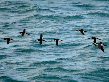 Razorbills (Alca torda)