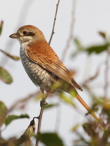 Red-backed Shrike (Lanius collurio)