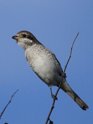 Red-backed Shrike (Lanius collurio)