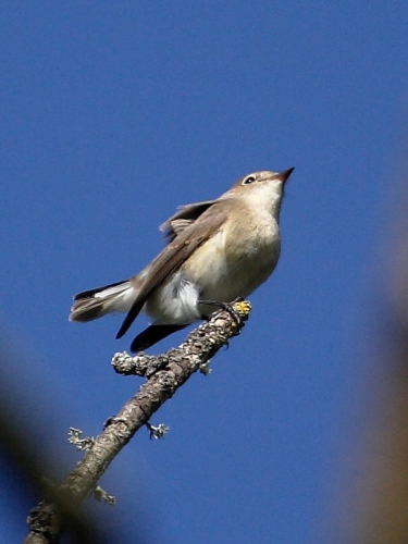 Red-breasted Flycatcher (Ficedula parva) - first winter