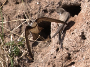 Sand Martin in flight