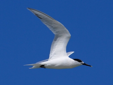 Sandwich Tern (Sterna sandvicensis) sennen cove beach