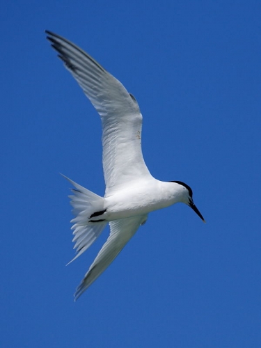 Sandwich Tern (Sterna sandvicensis)