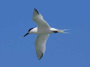 Sandwich Tern (Sterna sandvicensis)