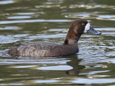 Scaup (Aythya marila) - female
