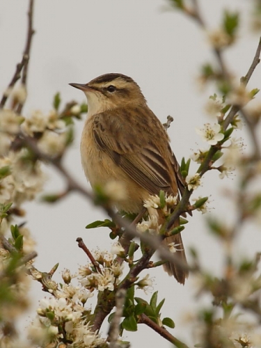 Sedge Warbler (Acrocephalus schoenobaenus)