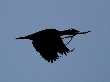 Shag (Phalacrocorax aristotelis)