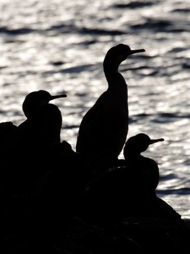 Shag (Phalacrocorax aristotelis)