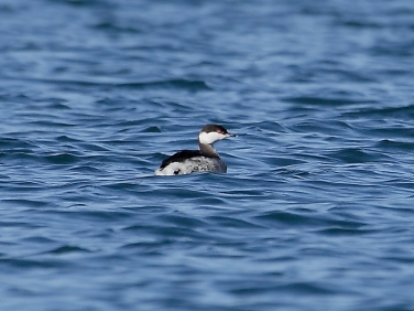 Slavonian Grebe (Podiceps auritus)