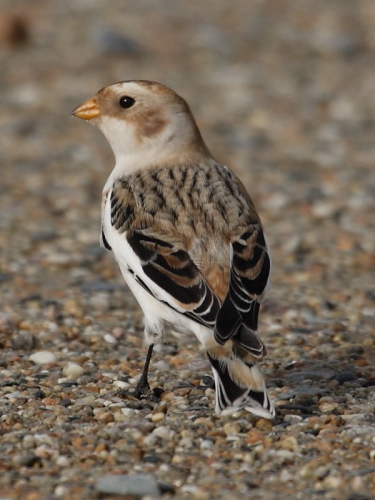 Snow Bunting (Plectrophenax nivalis)