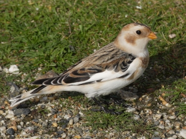 Snow Bunting (Plectrophenax nivalis)