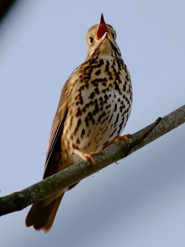 Song Thrush (Turdus philomelos)