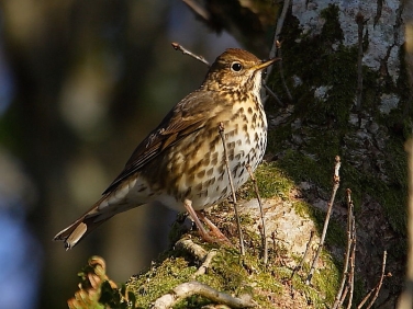 Song Thrush (Turdus philomelos)