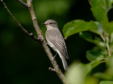 Spotted Flycatcher (Muscicapa striata)