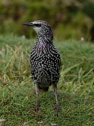 Starling (Sturnus vulgaris)