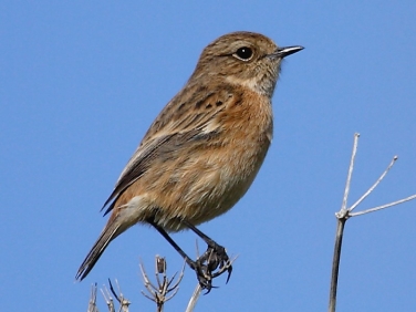 Stonechat (Saxicola torquata) - first winter