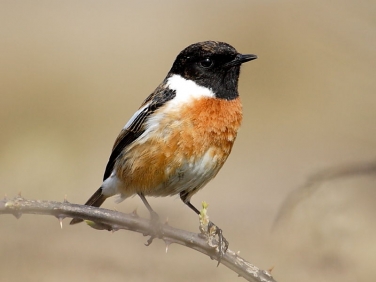 Stonechat (Saxicola torquata) - male