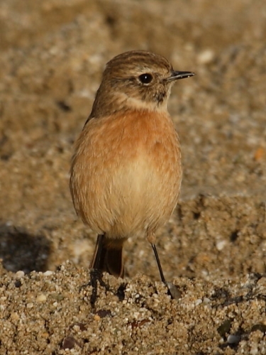 Stonechat (Saxicola torquata) - female