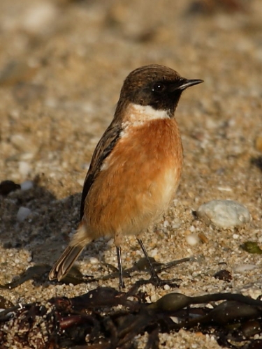Stonechat (Saxicola torquata) - male